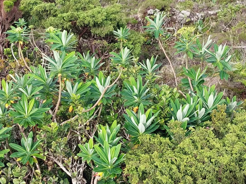 Stygian Spurge