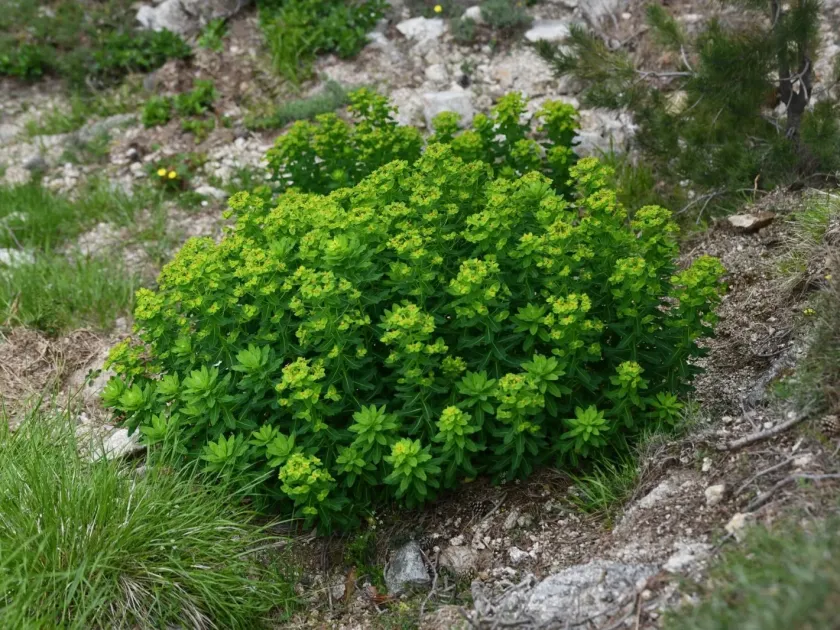 Euphorbia insularis