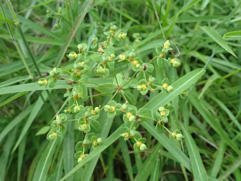 Peking spurge