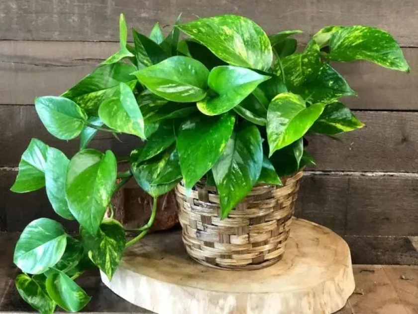 Golden pothos