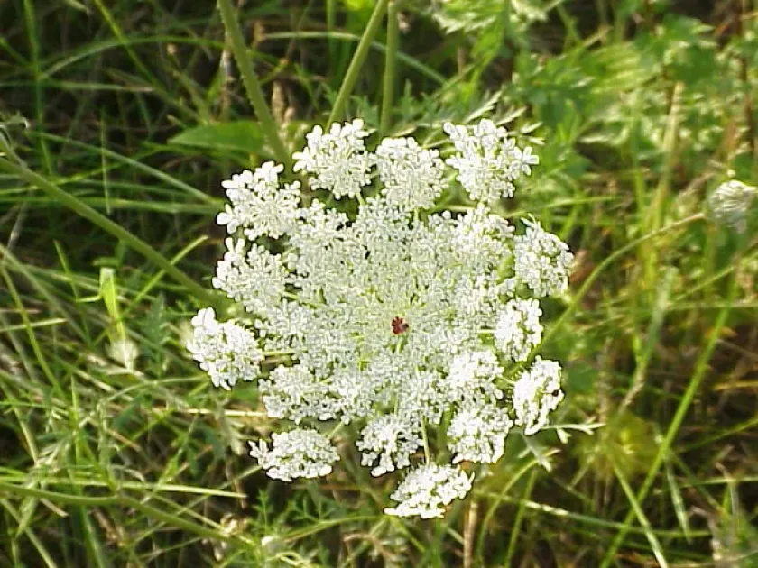 Rouy's carrot