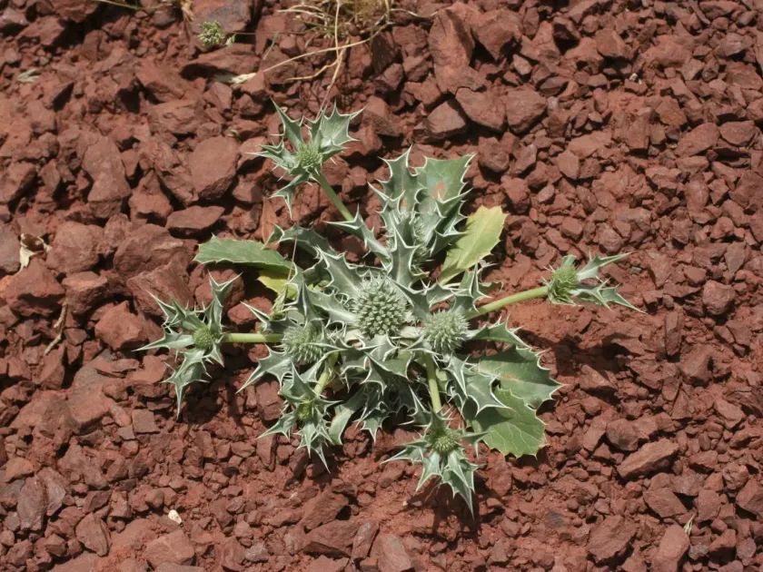 Holly-leaved eryngo