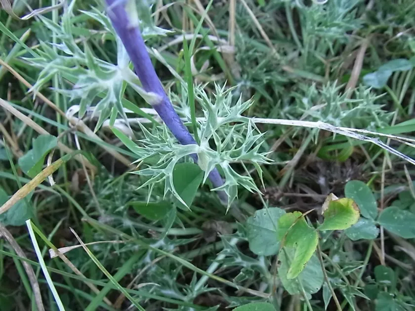 Eryngium chevalieri