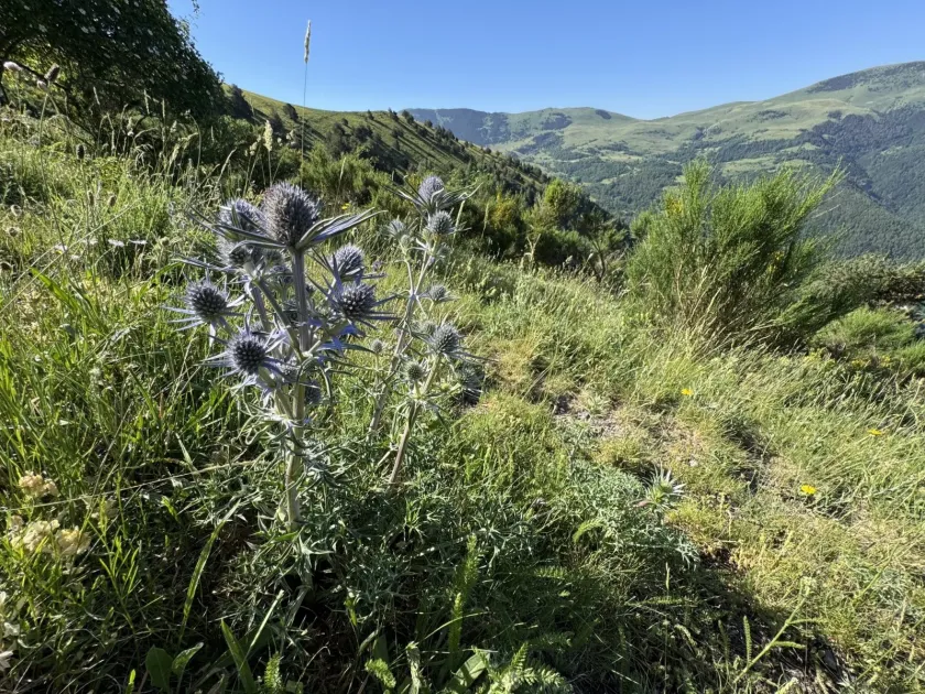 Bourgati's Sea Holly