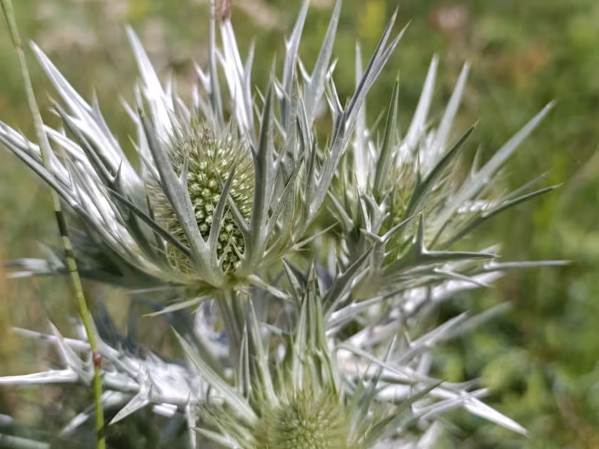 Silver-white eryngo