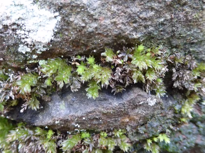 Encalypta streptocarpa