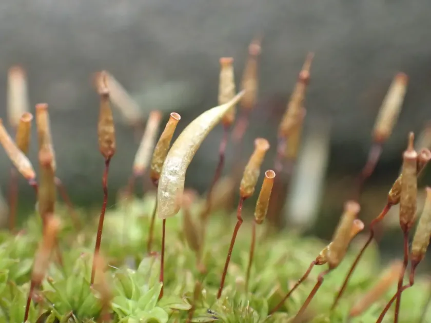Encalypta vulgaris