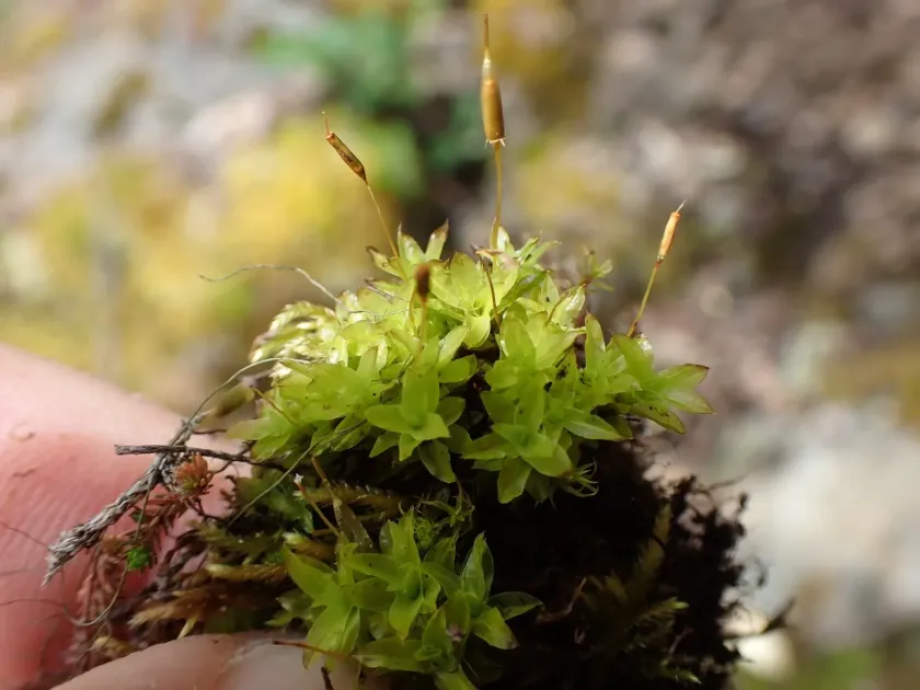 Fringed extinguisher moss