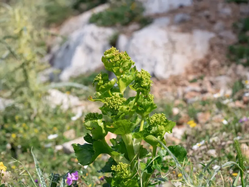 Smyrnium orphanidis