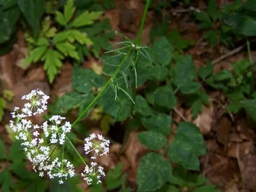Conopodium capillifolium