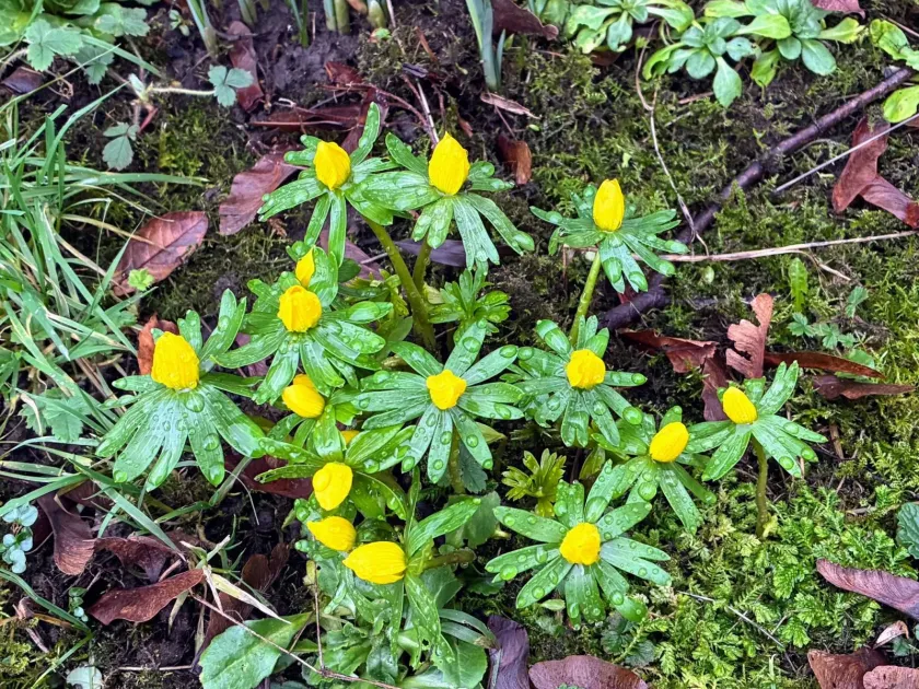 Winter aconite
