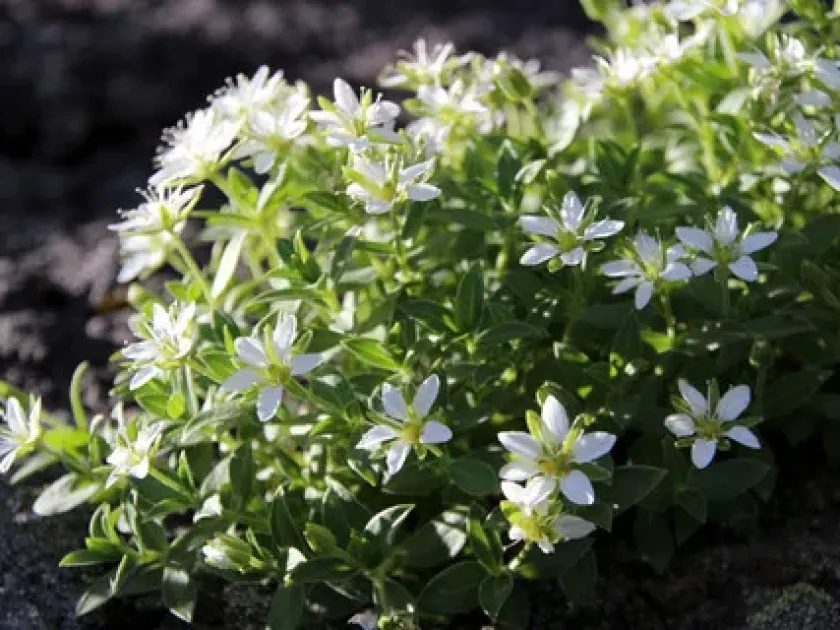 Arenaria merckioides