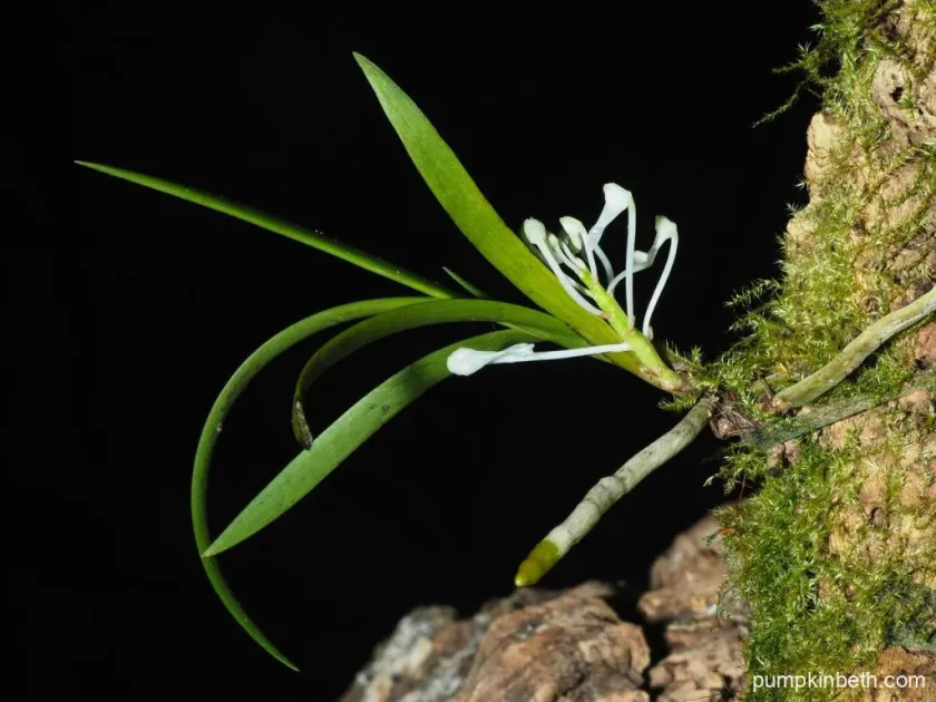 Aerangis somalensis