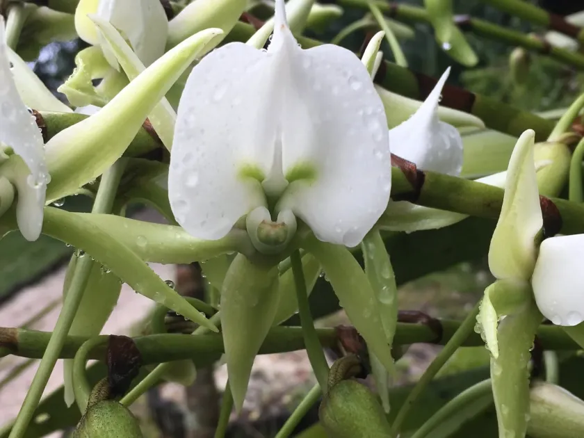 Angraecum eburneum