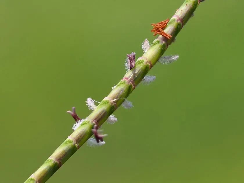 Centipede grass