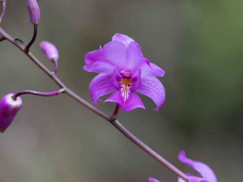 Bletia catenulata