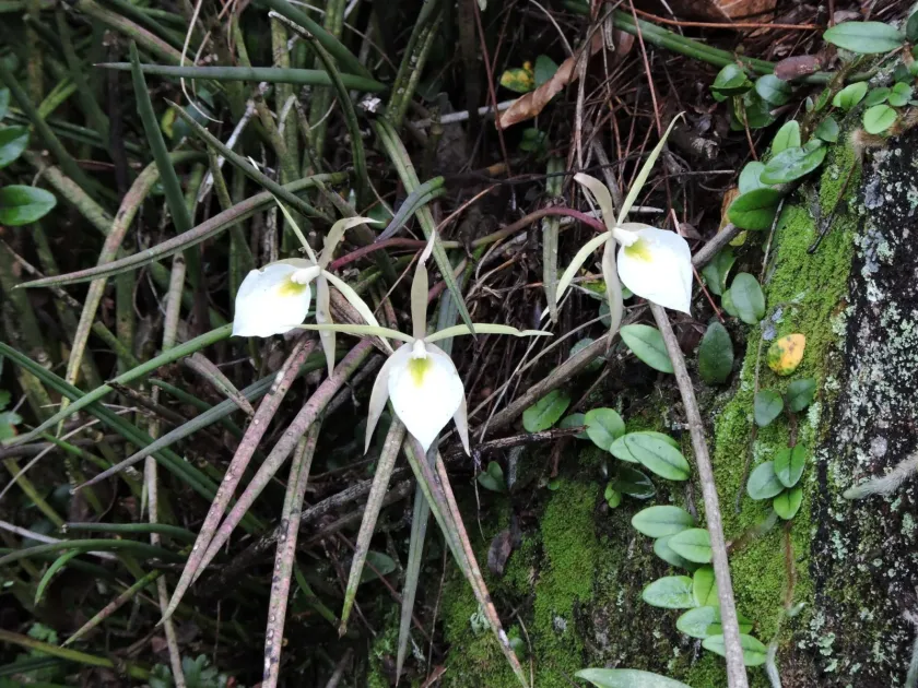 Brassavola tuberculata