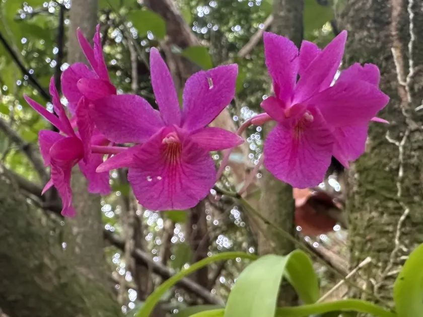 Broughtonia sanguinea