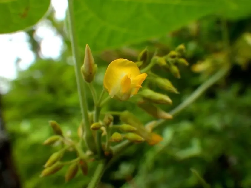 Rhynchosia acuminatifolia