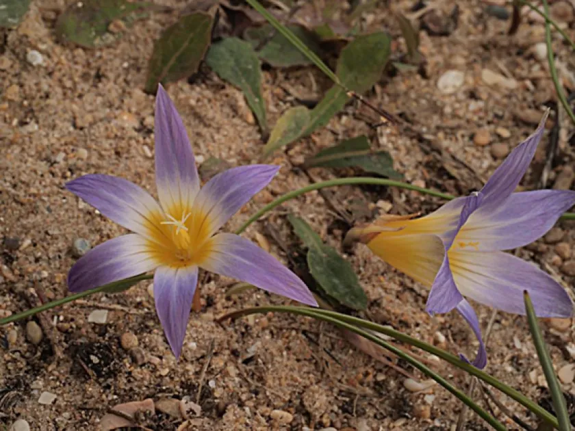 Allium grosii