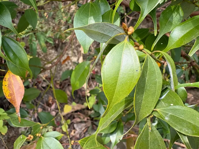 Lindera aggregata