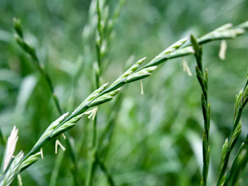 Mediterranean ryegrass
