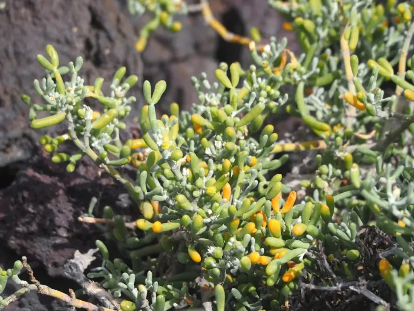 Zygophyllum fontanesii