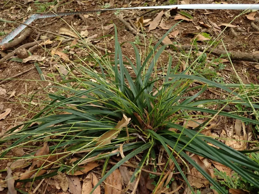 Carex dolichostachya