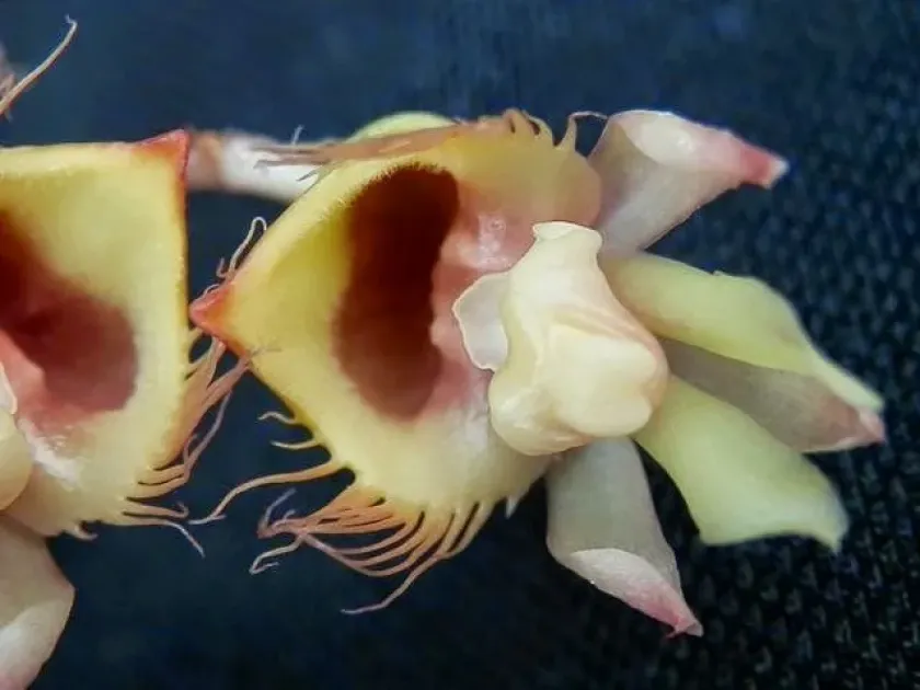 Catasetum discolor