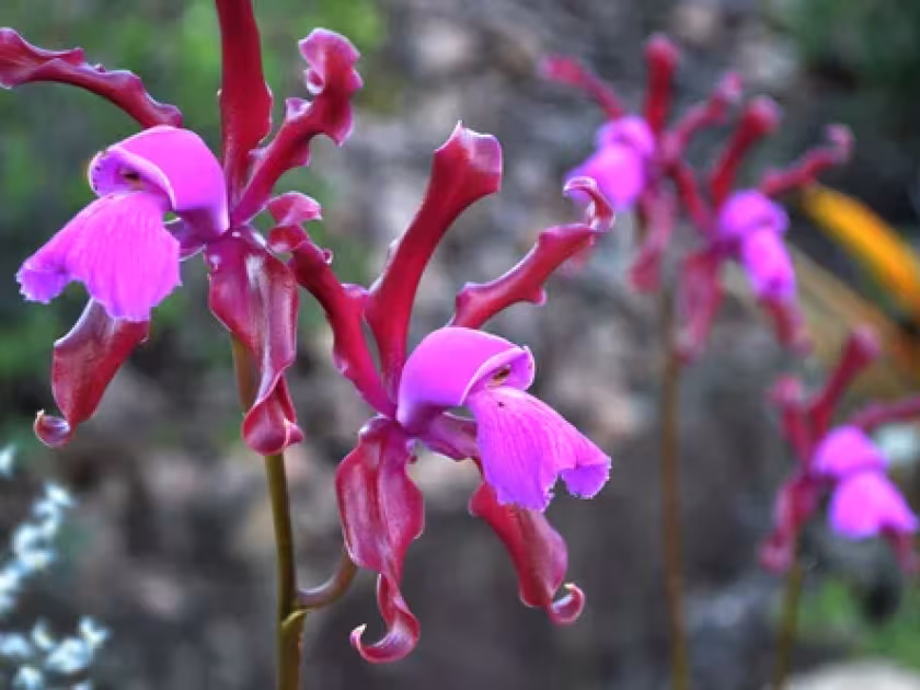 Cattleya elongata