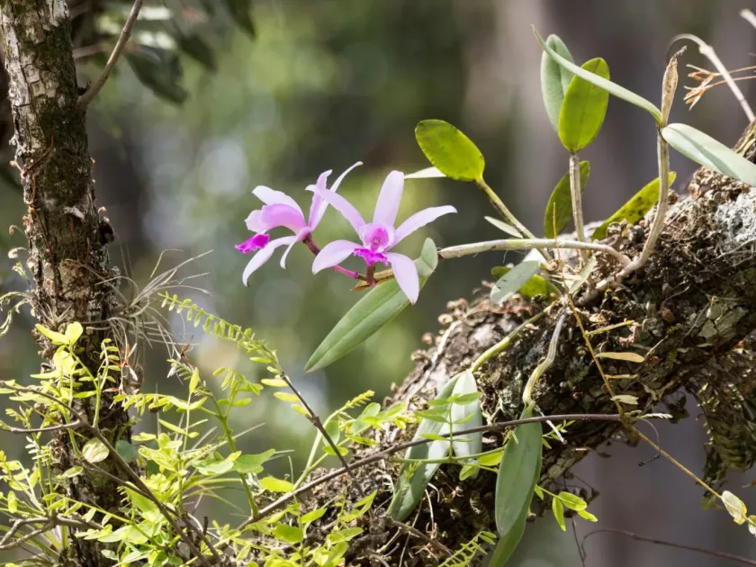 Cattleya intermedia