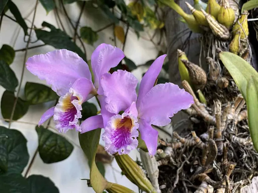 Cattleya mossiae