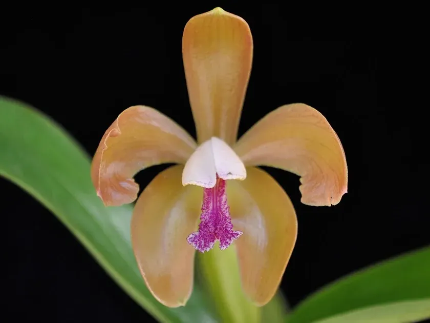 Катлея порфіроглосса