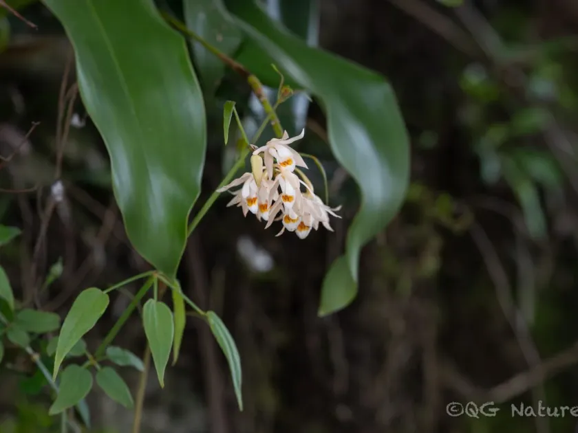 Coelogyne stricta