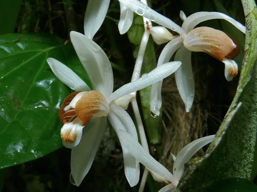 Coelogyne swaniana