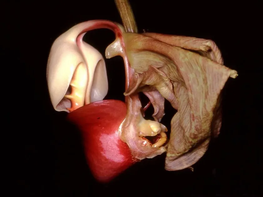 Coryanthes maculata