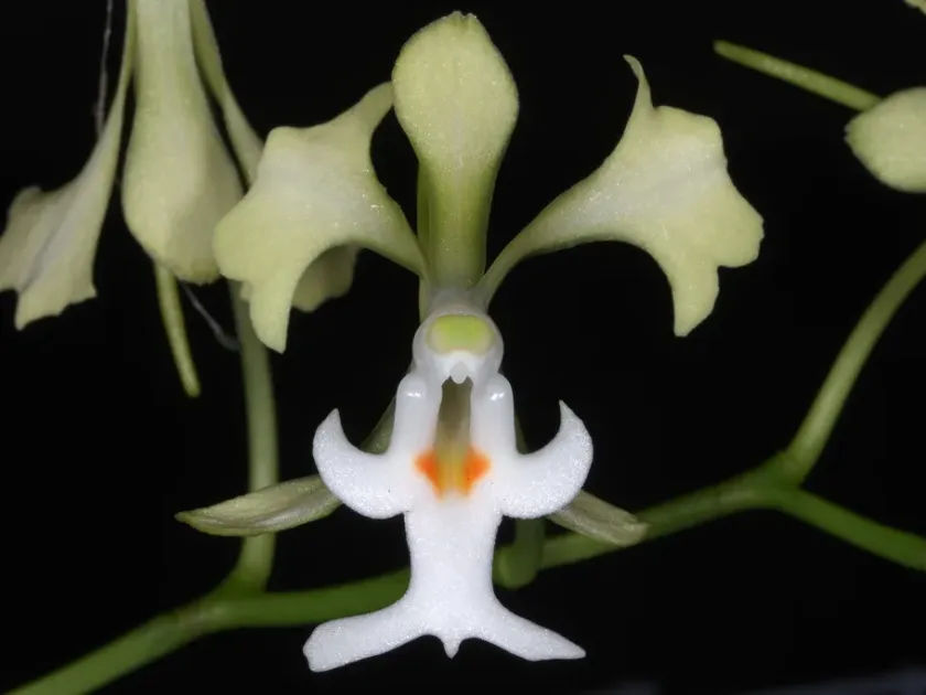 Cryptopus elatus