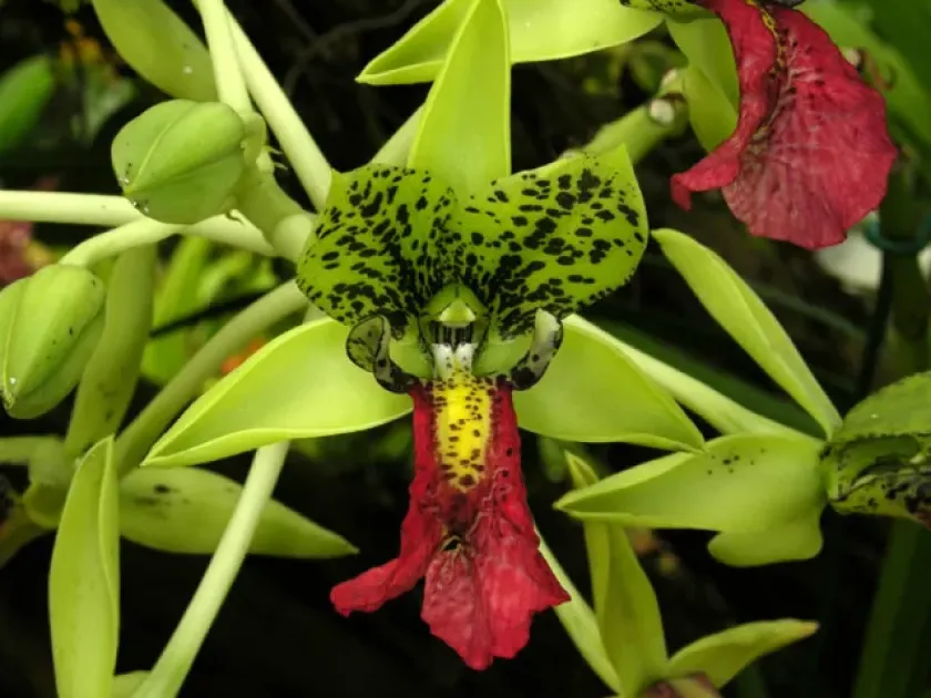 Цимбидиелла пардалина