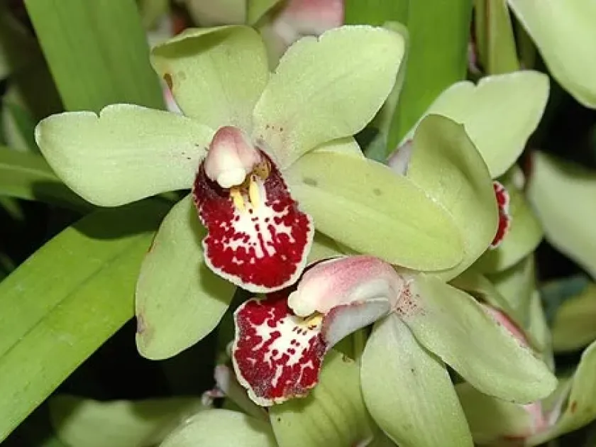 Low's Cymbidium