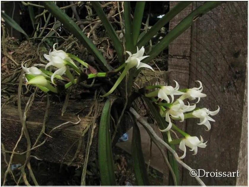 Cyrtorchis aschersonii