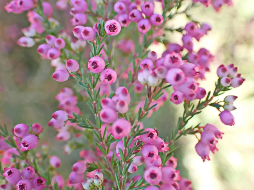 Erica gracilis