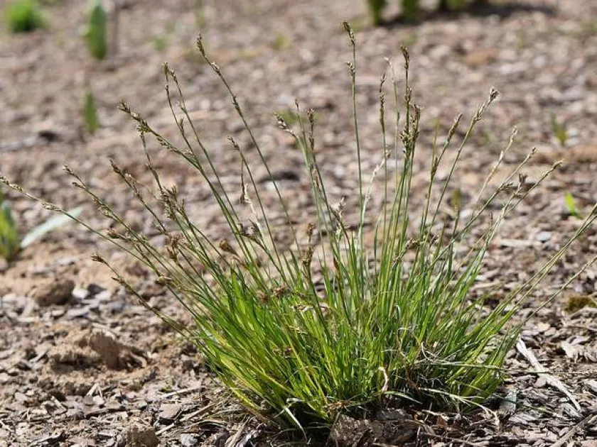 Carex rhizopoda