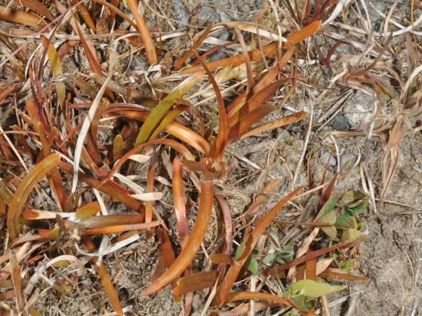 Berggren's sedge