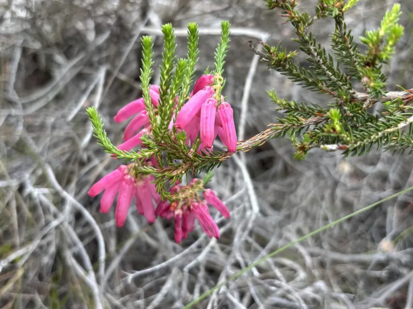 Erica mammosa
