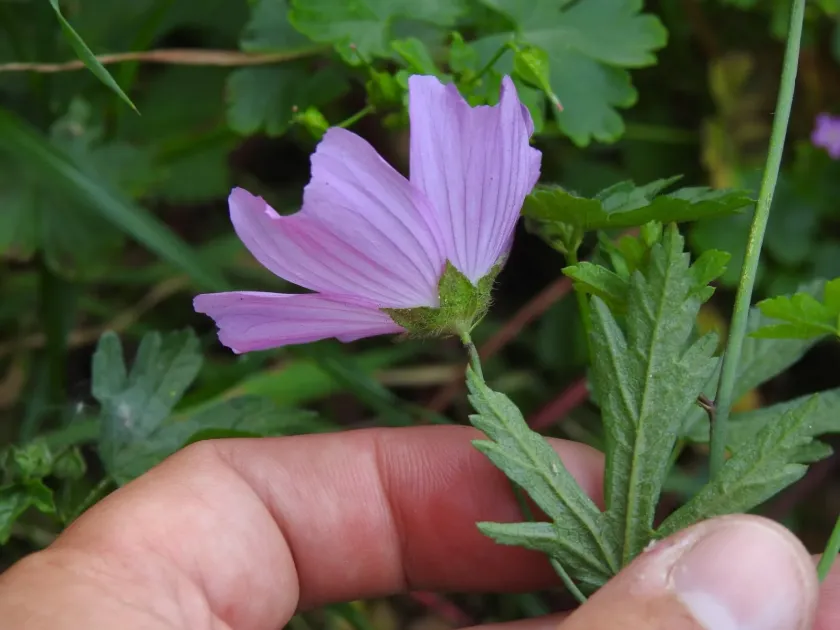 Malva tournefortiana