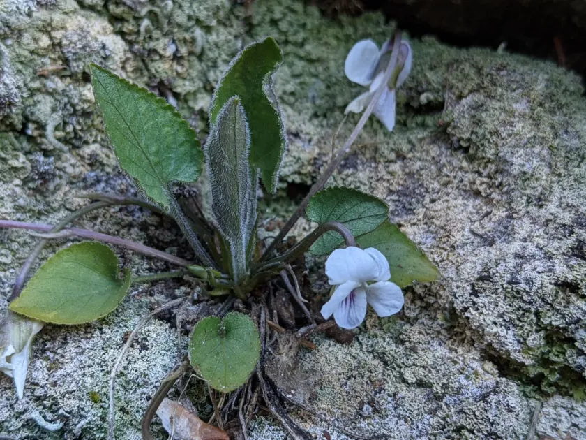 Viola thomasiana