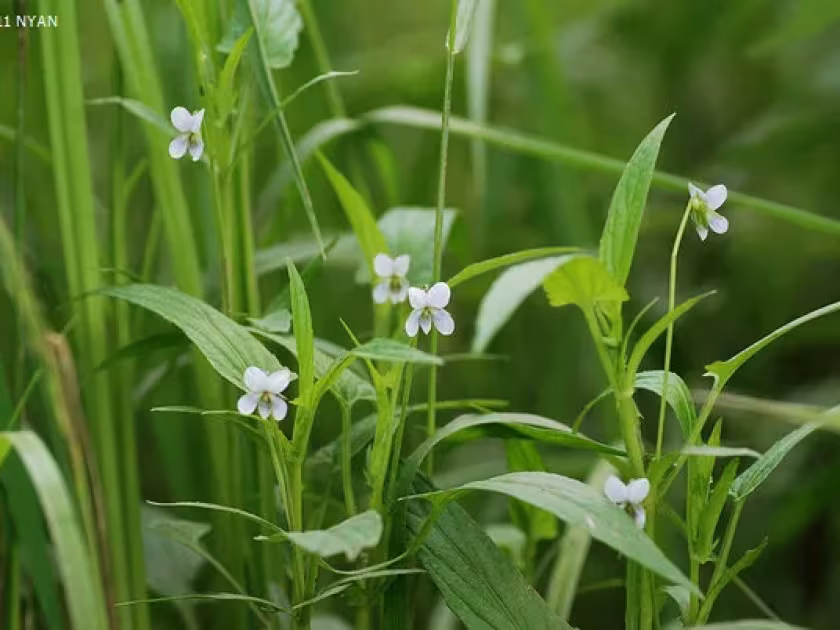 Radde's violet
