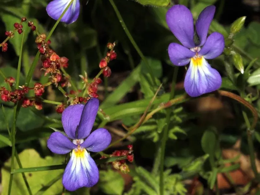 Viola orphanidis