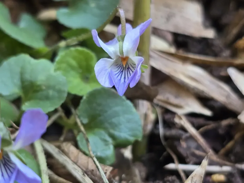 Viola hondoensis