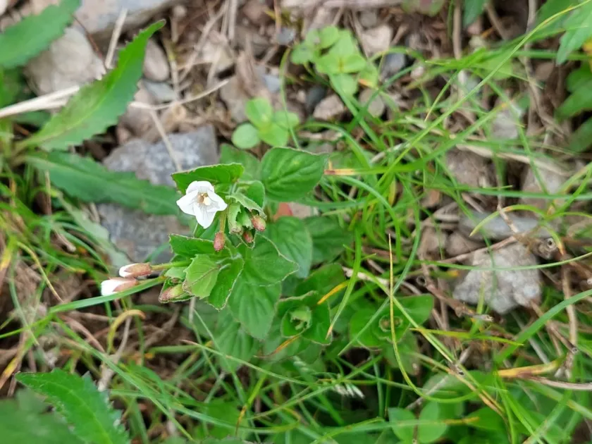 Amur willowherb